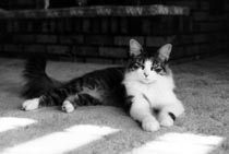 lucycat.JPG (6404 bytes)